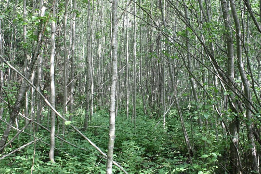 I den produktive skogen med fuktigere og mer næringsrik jord var det et mindre område med godt utviklet tre- og feltsjikt hovedsakelig bestående av gråor og mjødurt, mens bunnsjiktet var nærmest
