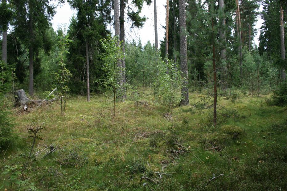 Topografi og vegetasjon Planområdet ligger i Sørum kommune i Akershus, ca. ca 10 km østover langs FV 171 fra Sørumsand sentrum. Området er på ca. 370 daa.
