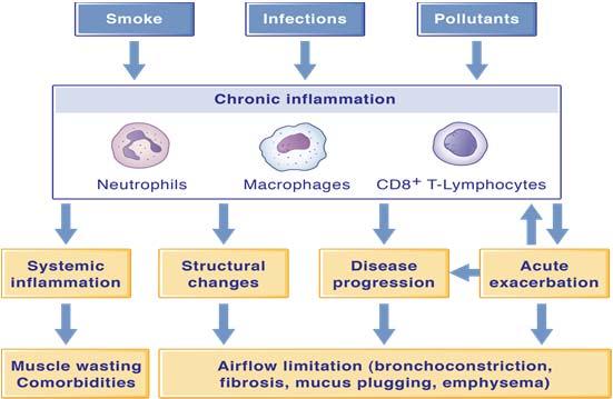 Chronic Inflammation plays a central role in COPD and its exacerbations Adapted from: Barnes PJ.