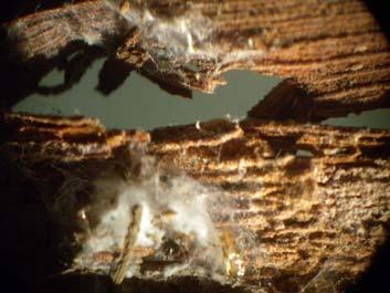 Fig. 5-6 Pupă în cocon mătăsos sub scoarţa butucilor (modul de iernare a moliei strugurilor) Fig 7 Larvă de vârsta a II-a fixată pe coardă Acarieni eriofizi vazuti la microscop Secţionarea, colorarea