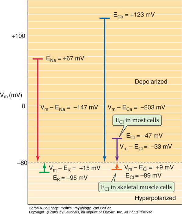 Membranpotensialet Elektrisk drivkraft ("driving force") måles som spenningsforskjellen: Vm - Eion Iion = Gion x (Vm - Eion) Store forskjeller i membranpotensial kan genereres av meget små