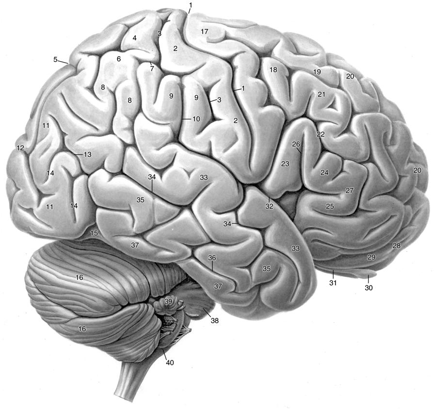 Hjerne - Neuron - Ionekanal 17 Precentral gyrus 18