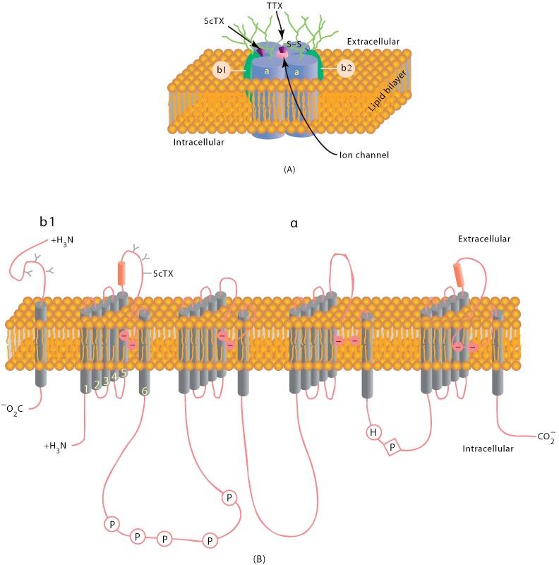 Molekylær struktur av den spenningstyrte Na-kanalen β 1 β 1 β 2 α transmembranprotein α-subenhet