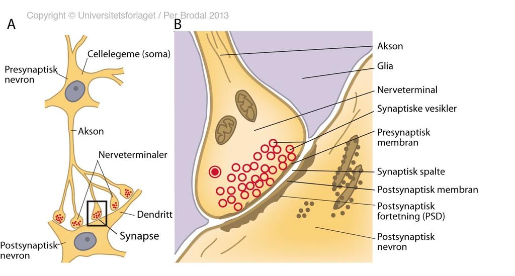 Brodal (2013) Sentralnervesystemet, 5. utg.