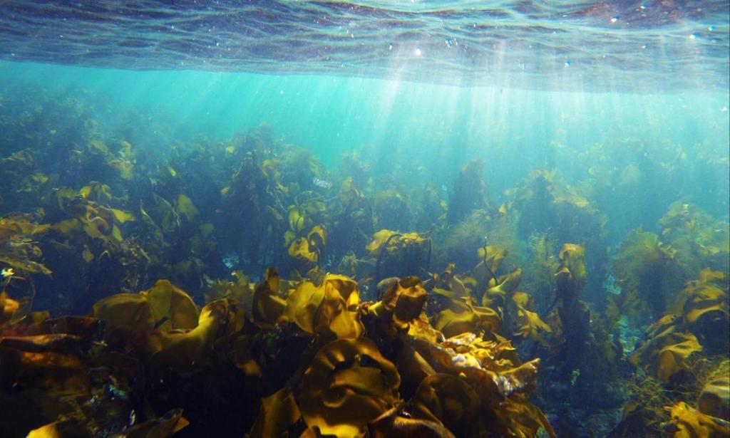 Prosessering av tare til fôr Biomasse fra brunalger Hydrolyse Bioaktive stoffer Husdyrfôr Lavmolekulære