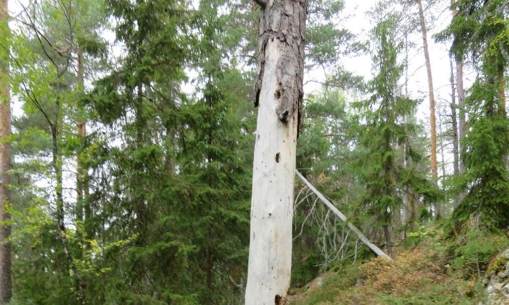 ulike løvtrær forekommer. Potensialet for forekomster av rødlistearter knyttet til dødved og rik bakke vurderes som under middels.