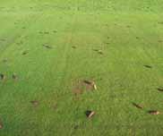 Gråhvitt mycel kan finnes i flekkene i fuktig vær eller rett etter at snøen har forsvunnet om våren.
