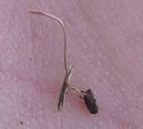 Hvileknollene hos Typhula incarnata er rødbrune og 0,5-3 mm i diameter, mens de hos T. ishikariensis (var. ishikariensis) er mørkebrune eller nesten sorte og ikke større enn 1 mm.