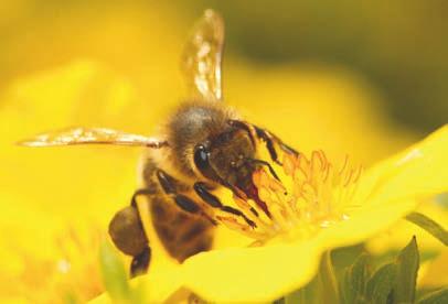 Honningbier kan ved menneskelig hjelp flyttes, reguleres i antall og gis fôrtilskudd i perioder med dårlige værforhold slik at de opprettholder sin styrke.