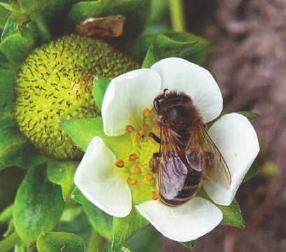 Danske forsøk med solbærsortene Rootknoop og Risager viste at bærutbyttet økte 200-300 % når det var nok honningbier til stede ved pollineringen.
