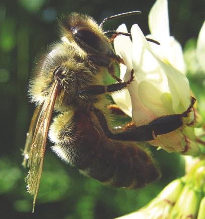 RYPS OG RAPS (Brassica napus og Brassica rapa) Bier kan utgjøre en stor forskjell for pollineringsgraden når det gjelder ryps og raps. Værforholdene i blomstringstiden betyr mye.