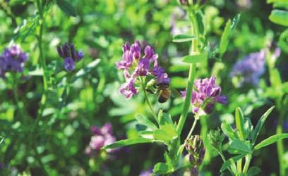 Både i USA og Canada er det vanlig at bikuber leies inn til pollineringen. Biene besøker blomstene og henter nektar, men ikke så mye pollen. Pollineringsbehov: 1 bikube per dekar antas å være passe.