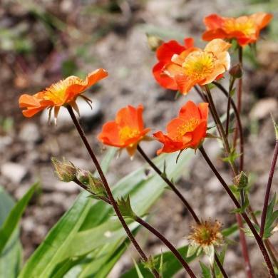 Blå blomster i juli-august. Vokser i tuer. Trives både i sol og lett skygge.