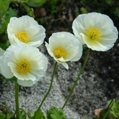 Papaver atlanticum semiplenum Marokkansk valmue Fra Marokko og Spania, Grågrønt bladverk og