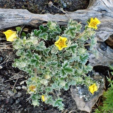 Langvarig blomstring hvis den klippes ned. Blomstrer juni-august. Høyde 25 cm. H7.