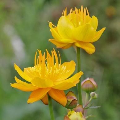 Blomstrer juni-juli med gullgule, halvfylte, åpne blomstrer. Gjerne fuktig vokseplass. Høyde 60-80cm.