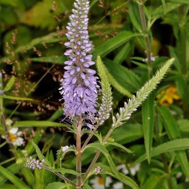 Veronica austriaca ssp.