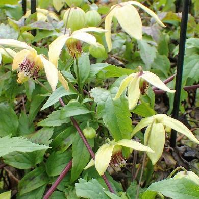 Clematis alpina Alpeklematis Klatrende og med hengende blomster i rosa eller blått.