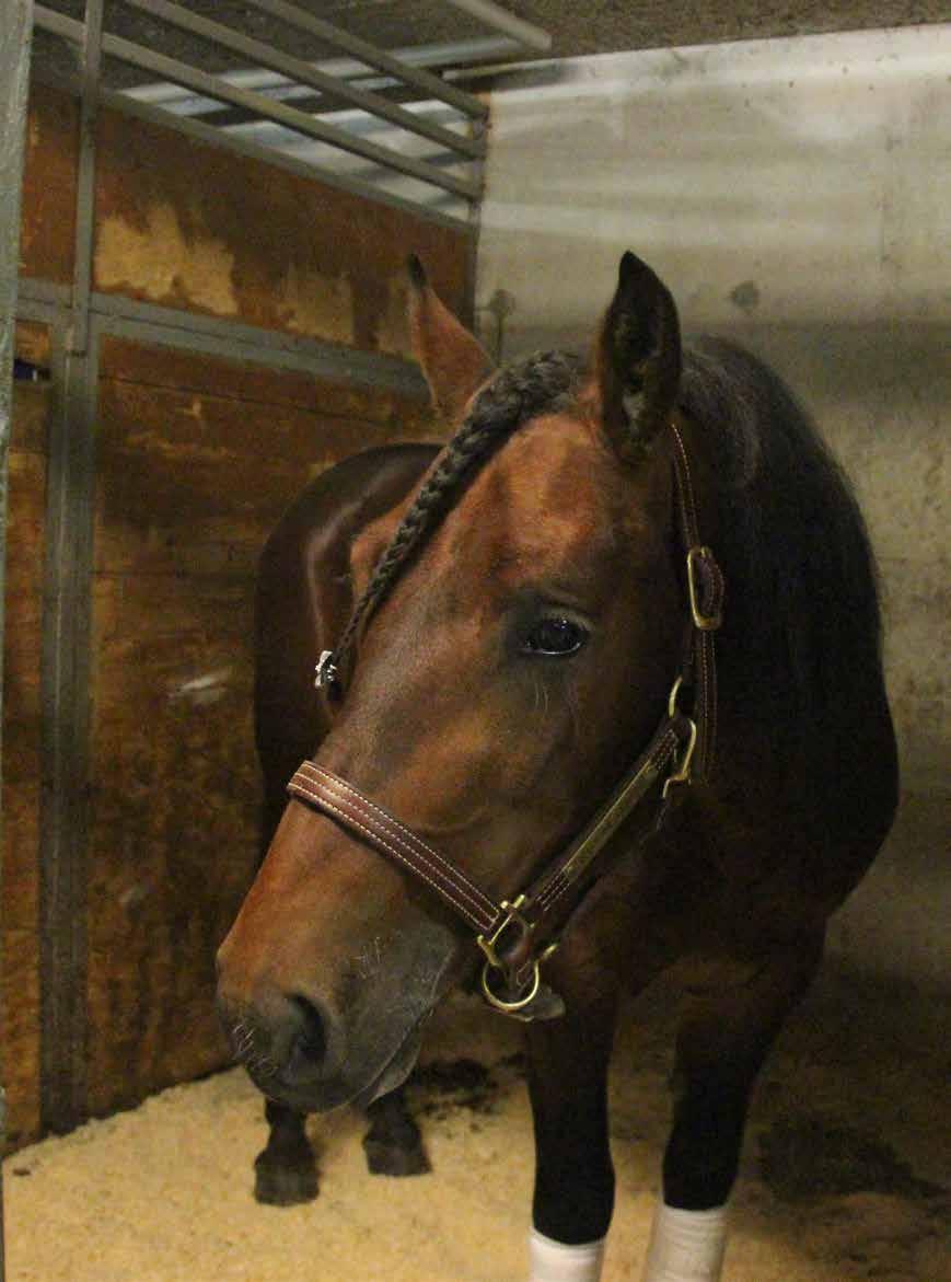 Skulle vært avlivet Skrevet av Inge Grytbak Eventyret Storm Teddy kunne sett helt annerledes ut. I fjor vår anbefalte nemlig veterinæren å avlive -åringen til Glenn Ivar Helgheim.