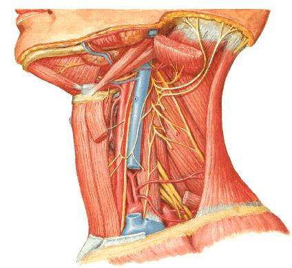 Vagusstimulering (VNS) elektrisk stimulering av nervus vagus Vagusstimulering på venstre side Nervus vagus 10.