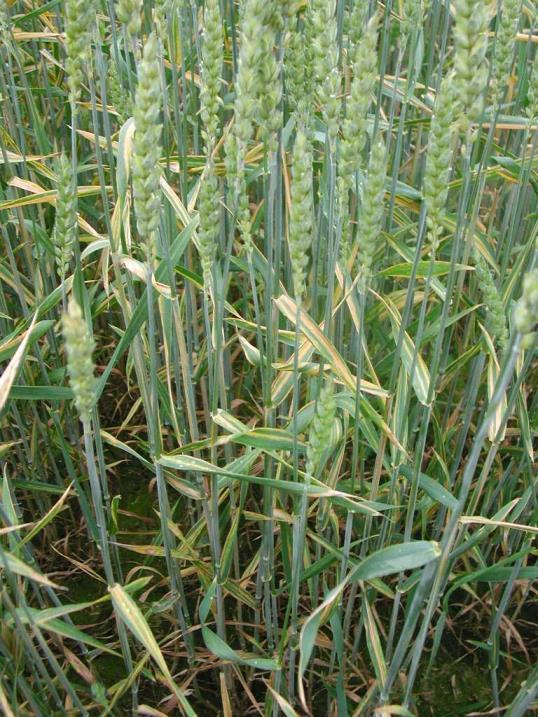Soppsjukdommer Hveteaksprikk og hvetebladprikk er de mest vanlige sjukdommene i hvete. De sammen med hvetebrunflekk (DTR) omtaler vi ofte som bladflekksjukdommene i hvete.