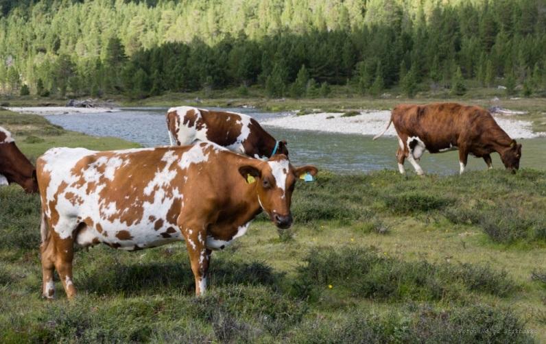 Hvorfor er Organisert beitebruk viktig? 1. Organisert beitebruk en del av tilskuddsordningen RMP (regionalt miljøprogram) 2.