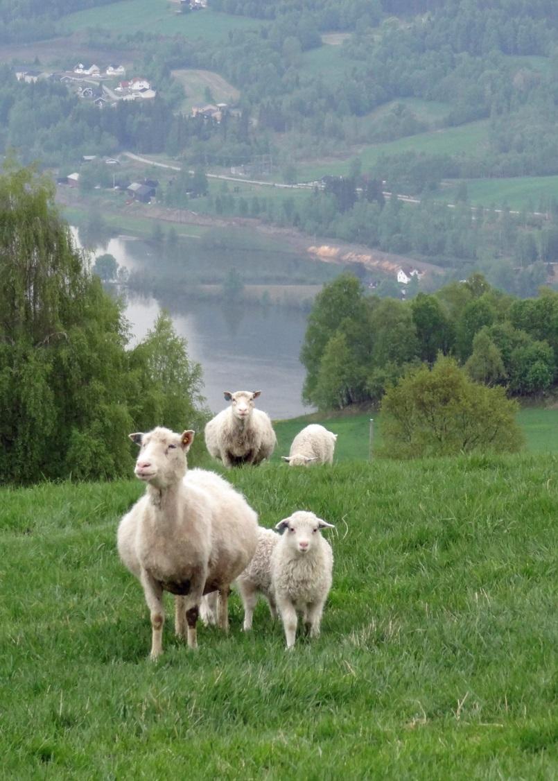 Spesielt for Oppland: Godt samarbeid kommune og beitelag Godt organisert sauehold - 95 % medlem i organisert beitelag Beitelaga organiserer mye tilsyn- både innleid gjeter og systematisk tilsyn