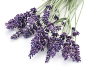 00 Lavendel har blitt brukt og høyt verdsatt i århundrer for sin umiskjennelig aroma og myriade av terapeutiske fordeler.