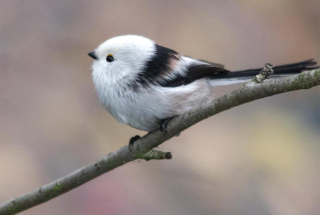 Stjertmeis Aegithalos caudatus (7 ± 7) 15 obs. + 01.01-15.11 Jevnlig 3-10 ind. Fiskumvannet 1.1.-3.2. (Jorunn Villand, Jostein Myre mfl.), maks. 20 ind. Fiskumvannet 23.1. (Audun Jahren). 2 ind.