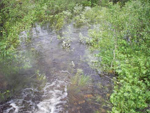 Namsvassbekken forsvinner i grunnen ca 100 meter fra Vekteren Ørekytespisende aure fra Østre Storbekken fanget 25. juni 12.