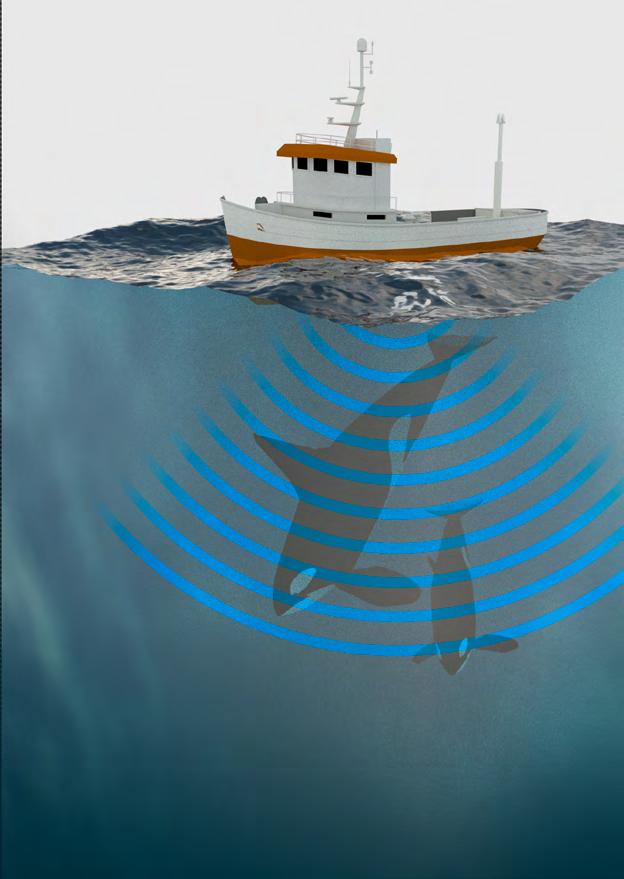 Kvalen kan bli redd Dei ulike kvalartane reagerer ulikt på lyden frå kraftige sonarar. Når dyra er opptekne med viktige gjeremål som beiting og ungepass, stoppar dei som oftast opp og flyktar.