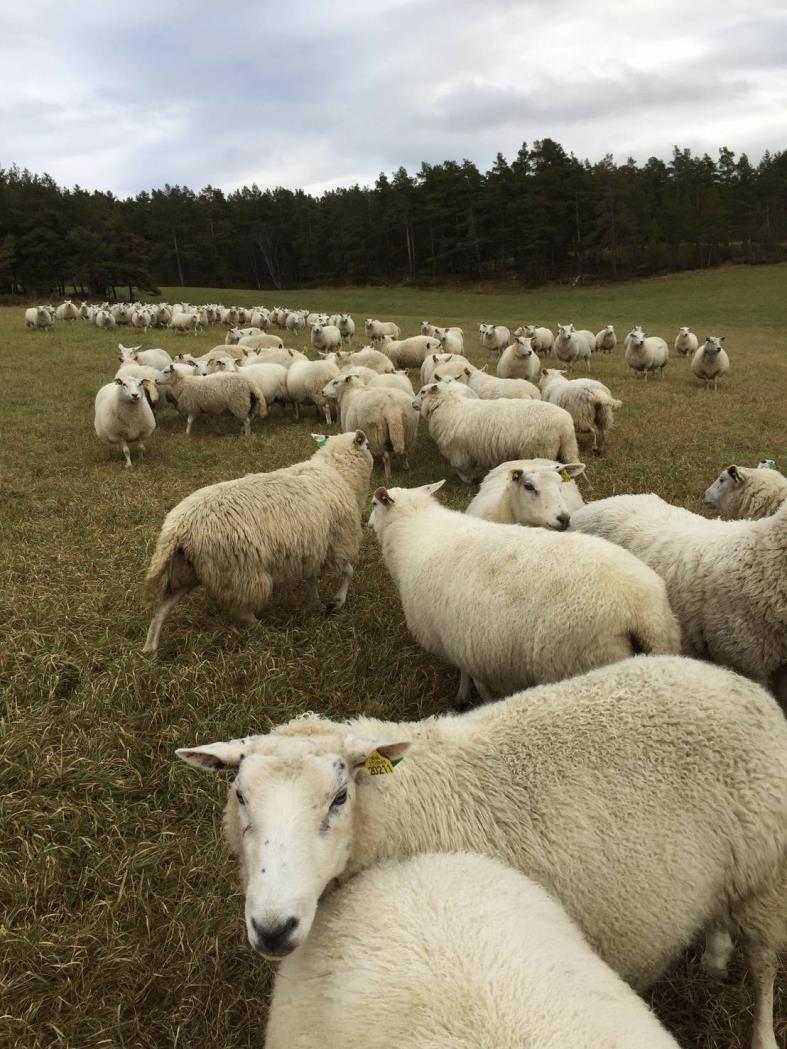 Om meg Ane Odden Fra Folldal, Nord-Østerdal Utdannet veterinær ved NVH Produksjonsdyrpraksis Ringebu og Folldal Stipendiat ved