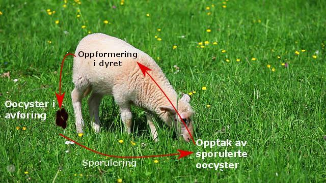 Livssyklus Koksidiose hos lam Norges