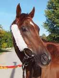BLINKERS Blinkers brukes for å redusere hestens synsfelt og dermed hjelpe hesten å konsentrere seg bedre om løpet.