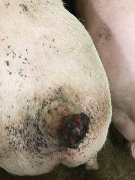 5.Behandling av syke og skadde dyr (Forskrift om svin 18). Syke og skadde griser skal straks behandles på forsvarlig måte. Ved behov skal veterinær kontaktes.