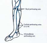 Kapillær 1 2 h Arterie