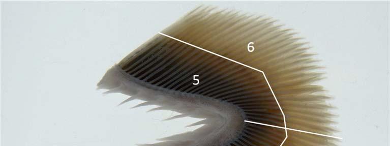 Prøver ble tatt av 20 fisk fra hver temperaturgruppe (n = 10 fisk per kar) 4, 7, 11, 14 og 19 dager etter smitte, og fra 10 fisk fra hver gruppe (n = 5 fisk per kar) 26 og 34 dager etter smitte.