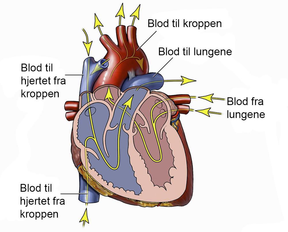 Hjertefunksjon Pumper oksygen