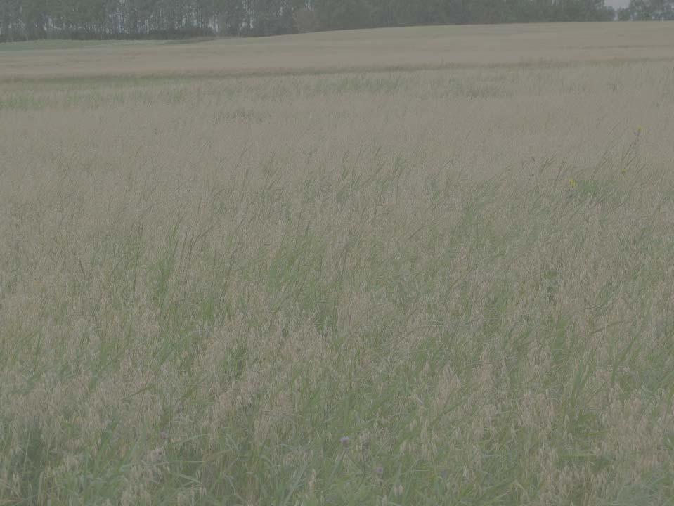 Stubbharving når og hvor mange ganger?