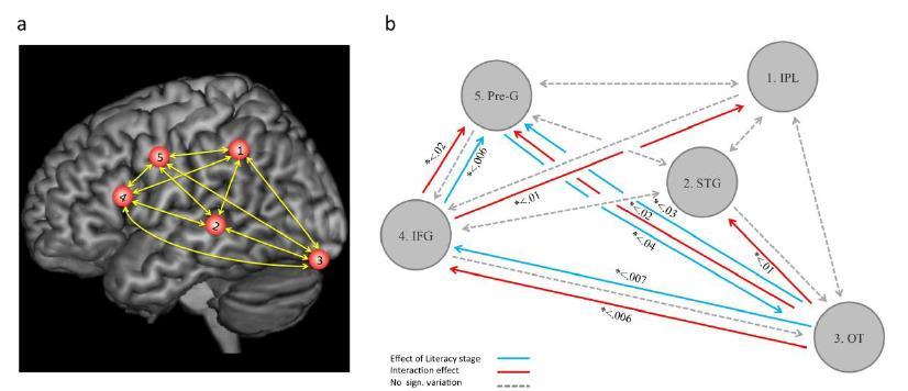 Neuroanatomical precursors of dyslexia identified from pre-reading through to age 11. Brain, 137(12), 3136-3141.