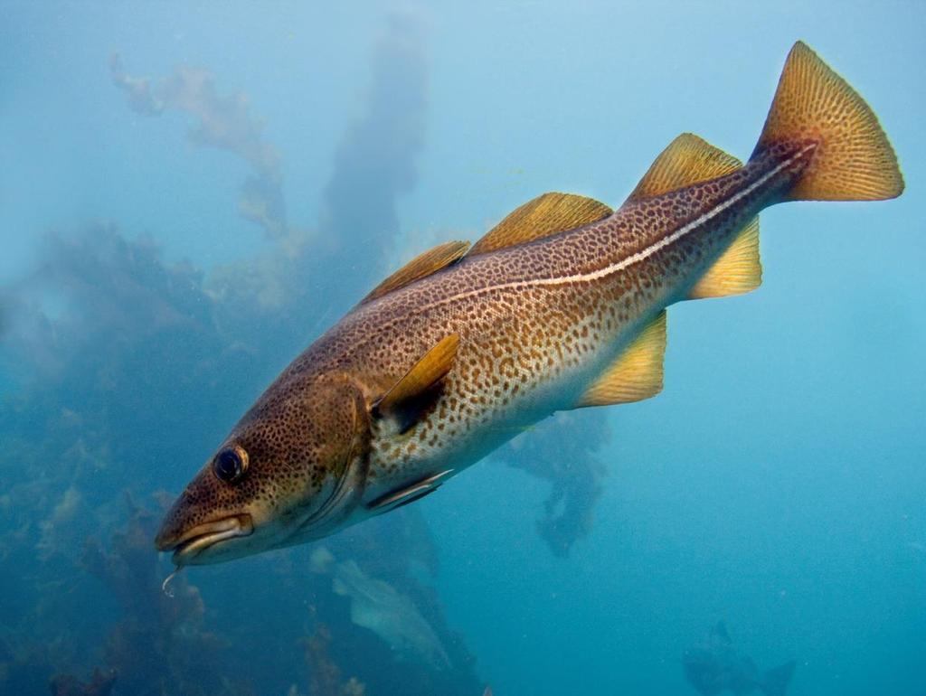 Fisken begynte å forsvinne på 90 tallet Ikke bare torsk, men også flere andre fiskeslag Diskusjonen