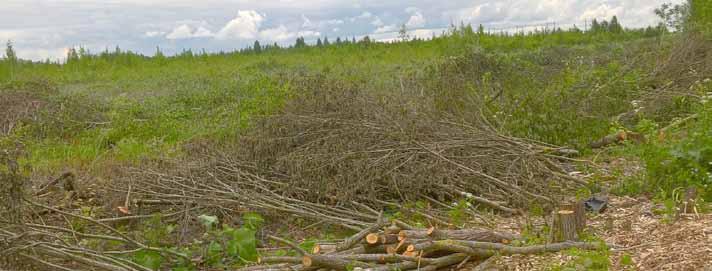 vårsol farm status april 2017 Det er også startet opp et prosjekt Vårsol-Farm i kort avstand fra Barnebyen og Omsorgsenteret. 20. april 2017 startet maskiner og åtte personer med rydding av trær, grøfter og jordbearbeiding.