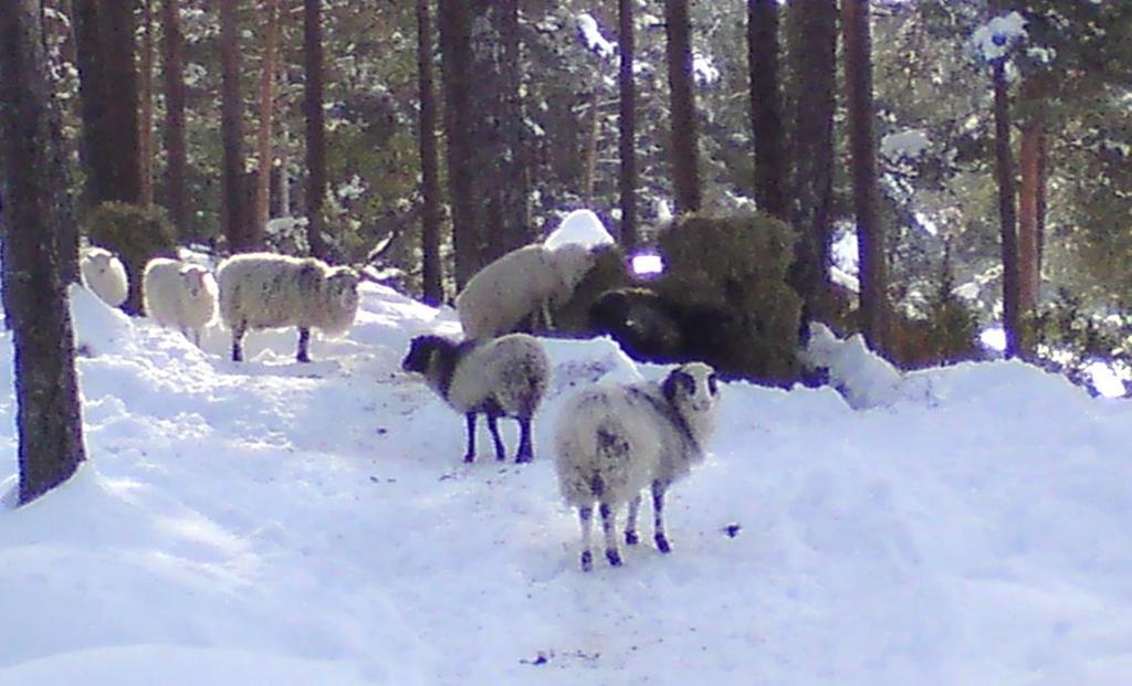 Mykje snø og lite