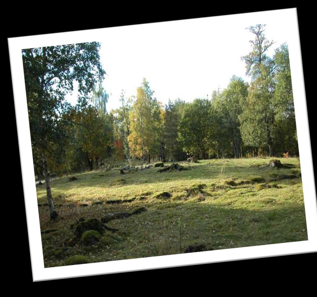 SMIL/gammel kulturmark Åpning av gjengrodd mark Enkelttrær eller grupper settes igjen for å gi skygge