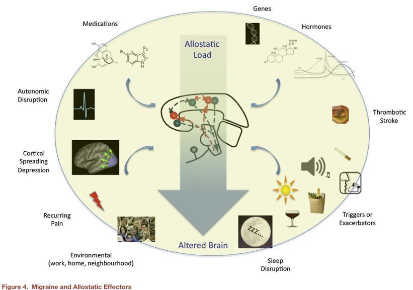 Ref. Borsook et al 2012, May et al