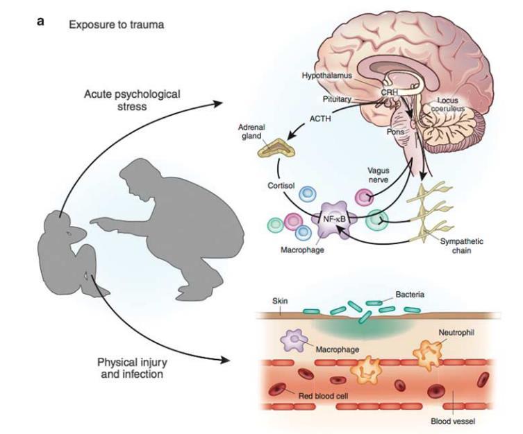 Neuroimmunologisk