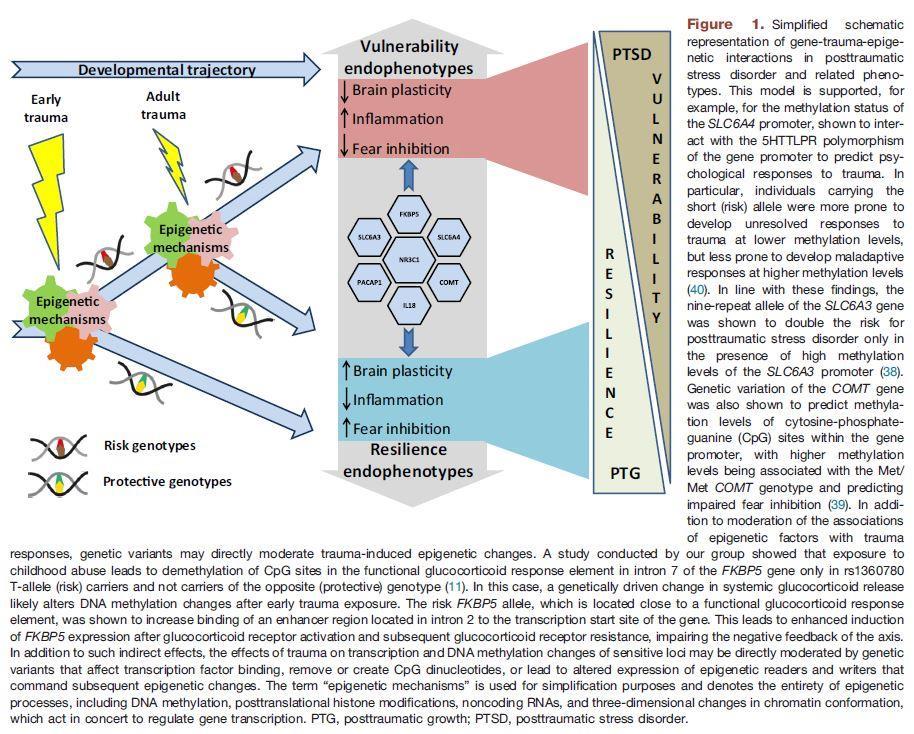 Epigenetiske endring gir sårbarhet for en rekke psykiske &