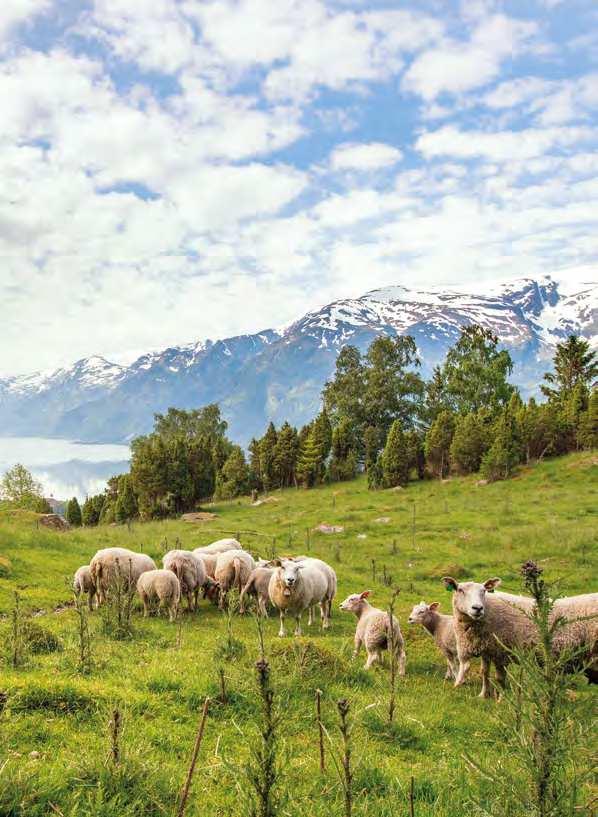 Norsk lam i verdenstoppen Lam til påske er en av verdens eldste mattradisjoner. Da er det godt å vite at norsk lam er i verdenstoppen.