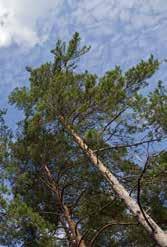 Malmfuru (Malm100) [ Latin: Pinus Centrus ] Malmfuru (kjernevedfuru) er i utgangspunktet vanlig norsk furu, men med tilnærmet 100% kjernevedandel, produktet kaller vi for MALM100.