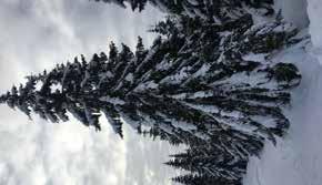 Fjellgran Gran [ Latin: Picea Abies) ] Moelven har fra 2018 muligheten til å spesialsortere sent voksende gran med en ny Skannerteknologi som måler tettheten i årringene (> 3mm).